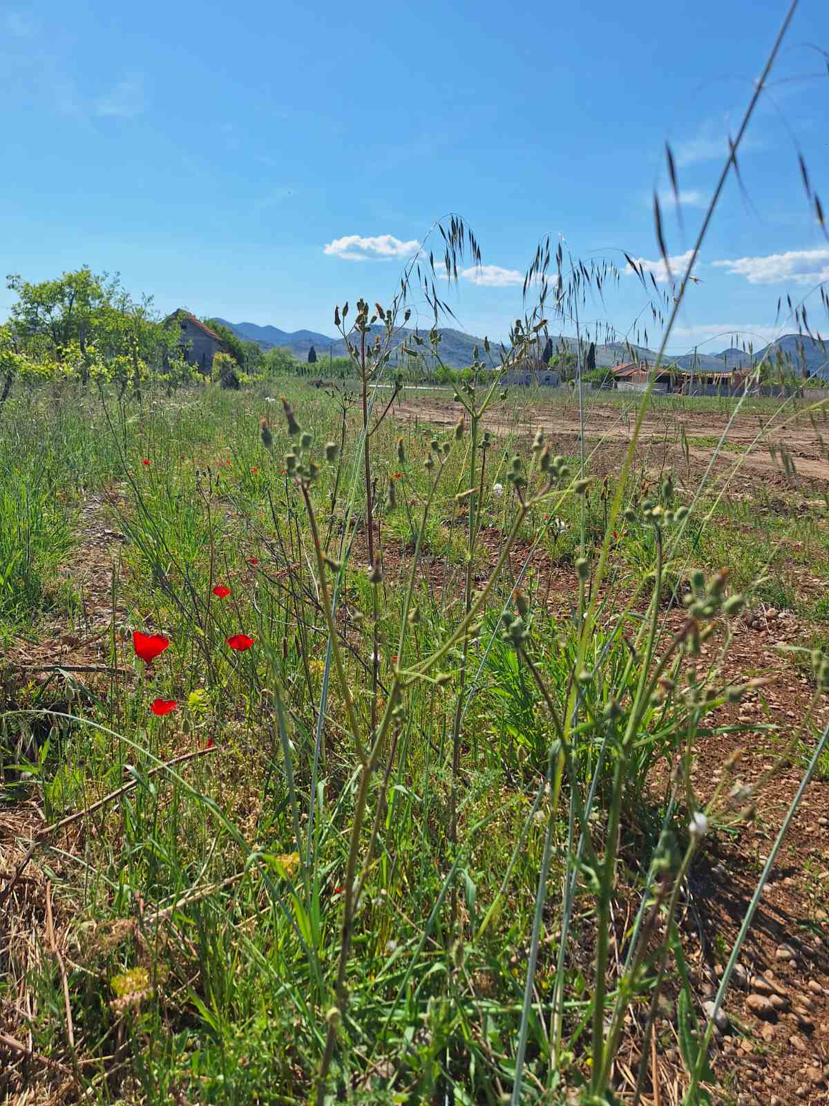 Prodaje se plac u Mahali,Zeta